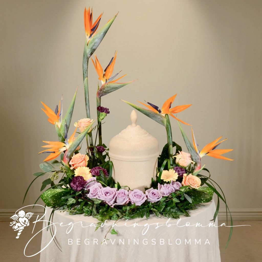 urnkrans strelitzia