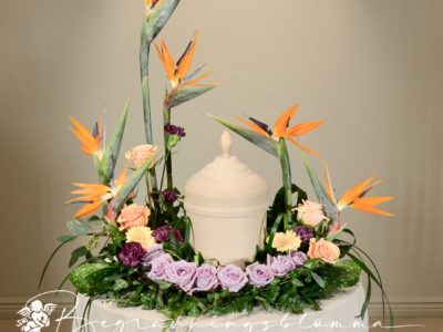 urnkrans strelitzia